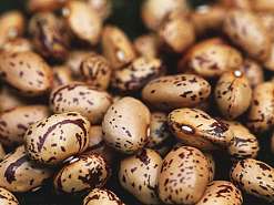 Fasole Borlotti